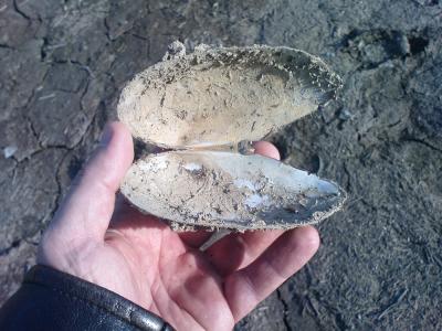 Прикрепленное изображение: вод.jpg